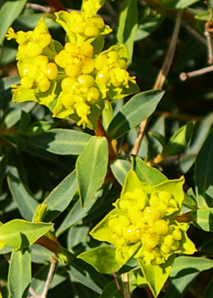 Euphorbia spinosa / Euforbia spinosa